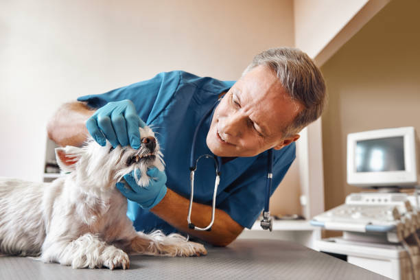 Best Emergency X-Rays and Diagnostics in Lyndhurst, VA